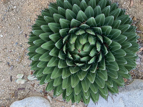 Agave Victoriae Flower seeds for Planting Compact Growth Heirloom & GMO Free Seeds for Home Garden seeds for planting