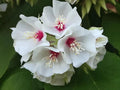 Dombeya Burgessiae Flower seeds for Planting Low Maintenance, Heirloom & GMO Free Seeds for Home Garden seeds for planting