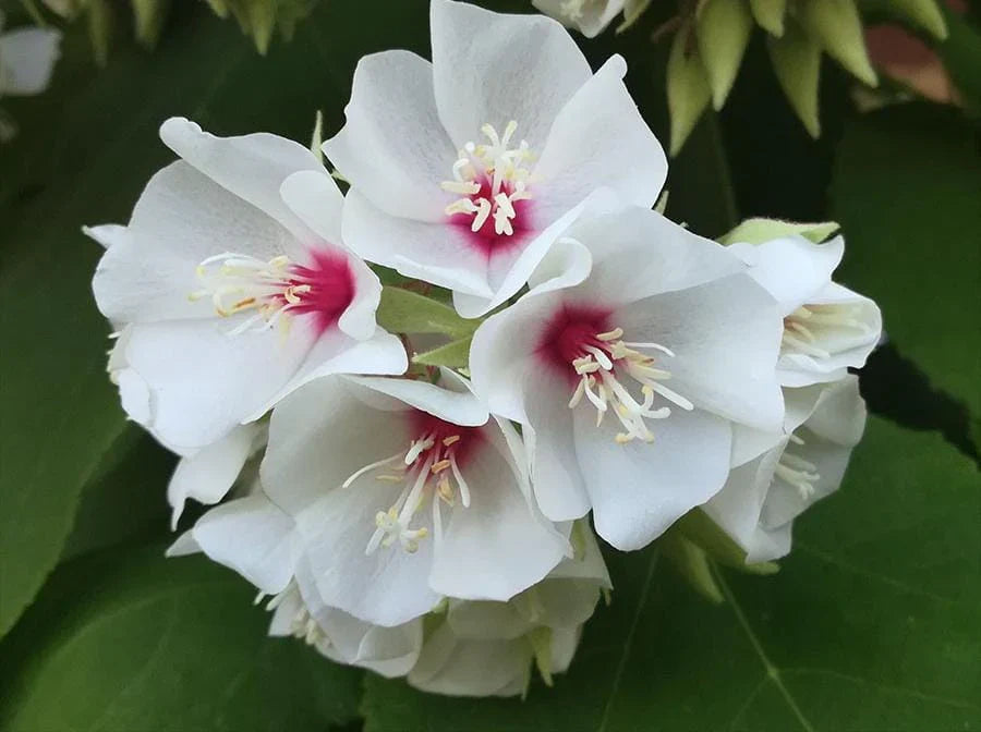 Dombeya Burgessiae Flower seeds for Planting Low Maintenance, Heirloom & GMO Free Seeds for Home Garden seeds for planting