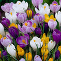 Mixed Colors Crocus Flower seeds for Planting Shade Tolerant, Heirloom & GMO Free Seeds for Home Garden seeds for planting