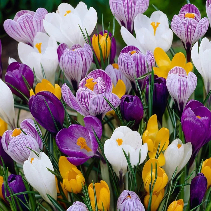 Mixed Colors Crocus Flower seeds for Planting Shade Tolerant, Heirloom & GMO Free Seeds for Home Garden seeds for planting