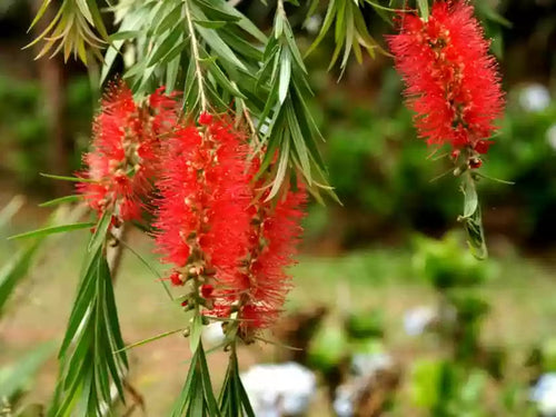 Brush Flower seeds for Planting Drought Tolerant, Heirloom & GMO Free Seeds for Home Garden seeds for planting