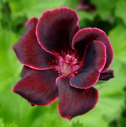 Burgundy Geraniums Flower seeds for Planting Wildflower Mix, Heirloom & GMO Free Seeds for Home Garden seeds for planting