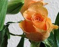 Light Orange Rose Flower seeds for Planting Sun Loving, Heirloom & GMO Free Seeds for Home Garden seeds for planting