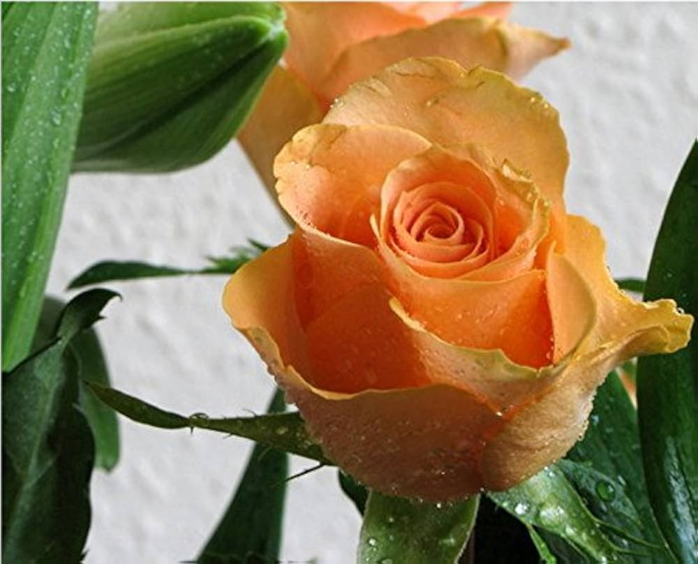 Light Orange Rose Flower seeds for Planting Sun Loving, Heirloom & GMO Free Seeds for Home Garden seeds for planting