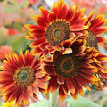 Orange Red SunFlower seeds for Planting Fragrant Blossoms, Heirloom & GMO Free Seeds for Home Garden seeds for planting