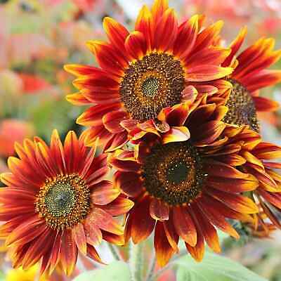 Orange Red SunFlower seeds for Planting Fragrant Blossoms, Heirloom & GMO Free Seeds for Home Garden seeds for planting