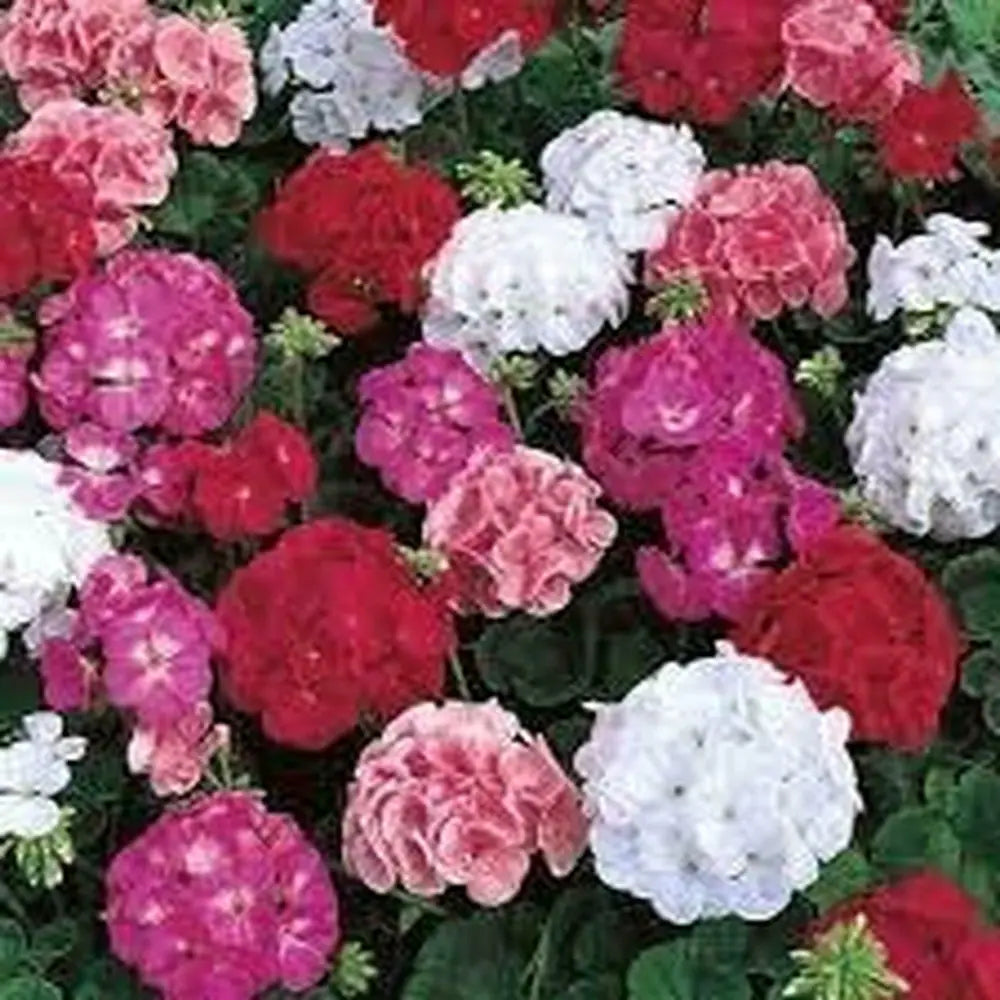 Mix Geranium Perennial Flower seeds for Planting Seasonal Bloomer, Heirloom & GMO Free Seeds for Home Garden vegetable and garden seeds