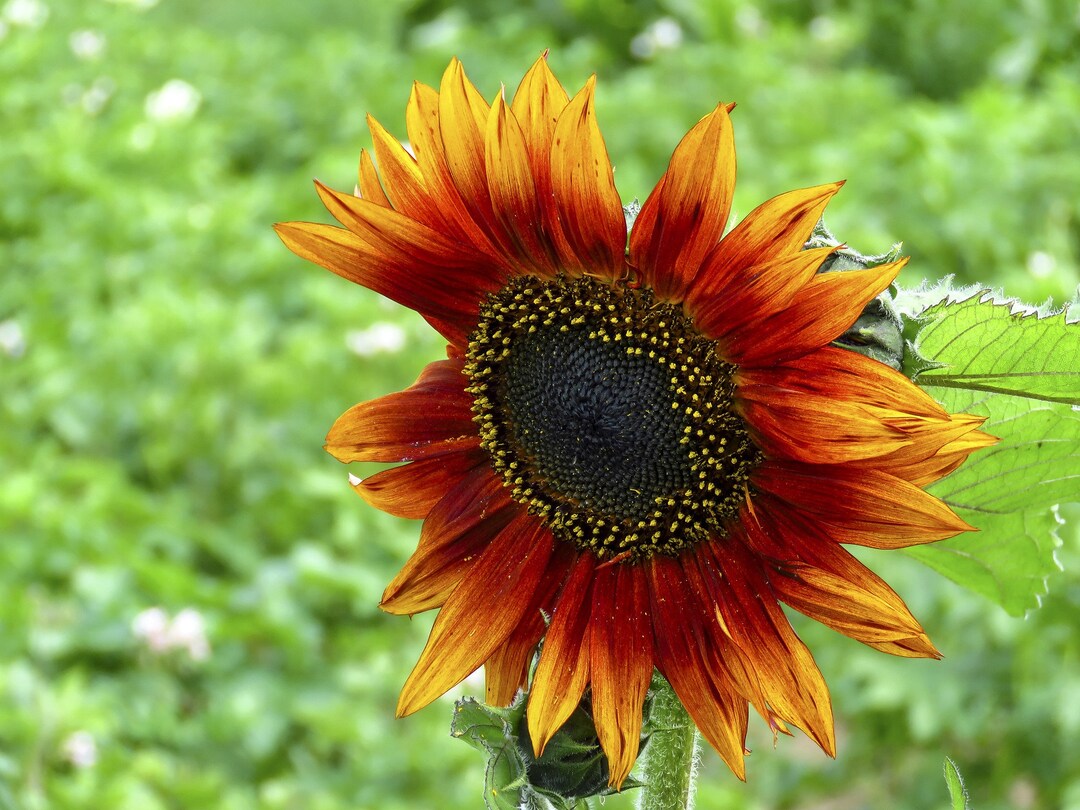 Yellow Red SunFlower seeds for Planting Garden Favorite, Heirloom & GMO Free Seeds for Home Garden seeds for planting