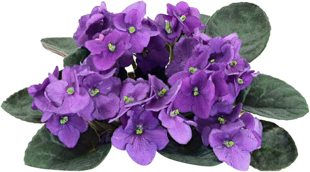 High quality Purple White African Violet Flower seeds for Planting Colorful Display, Heirloom & GMO Free Seeds for Home Garden seeds pack