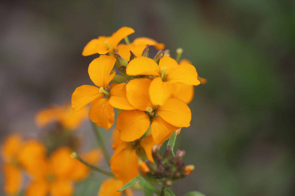 Orange Erysimum Aliionii Flower seeds for Planting Premium Quality, Heirloom & GMO Free Seeds for Home Garden seeds for planting
