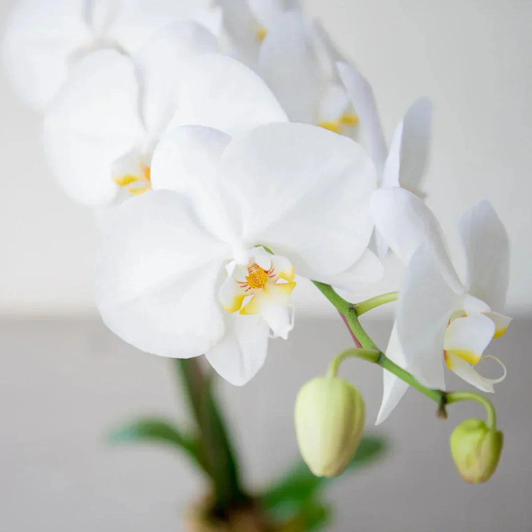 Mixed Phalaenopsis Orchid Flower seeds for Planting Seasonal Bloomer Heirloom & GMO Free Seeds for Home Garden
