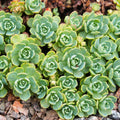 Green Cliff Stonecrop Flower seeds for Planting Easy to Grow, Heirloom & GMO Free Seeds for Home Garden seeds for planting