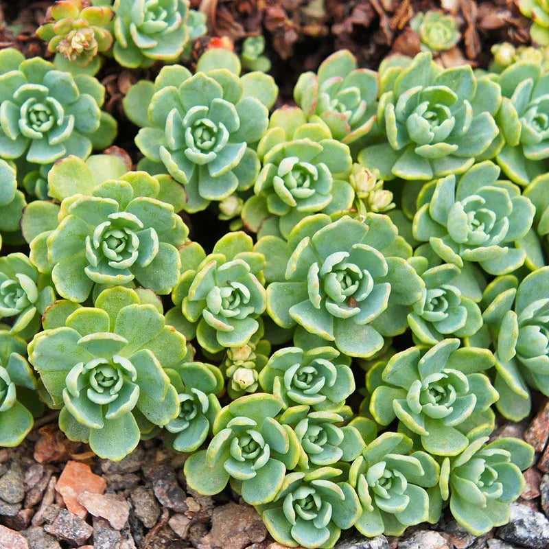 Green Cliff Stonecrop Flower seeds for Planting Easy to Grow, Heirloom & GMO Free Seeds for Home Garden seeds for planting