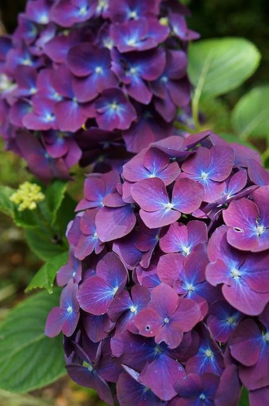 Purple & Dark Blue Hydrangea Flower seeds for Planting Shade Tolerant, Heirloom & GMO Free Seeds for Home Garden seeds for planting