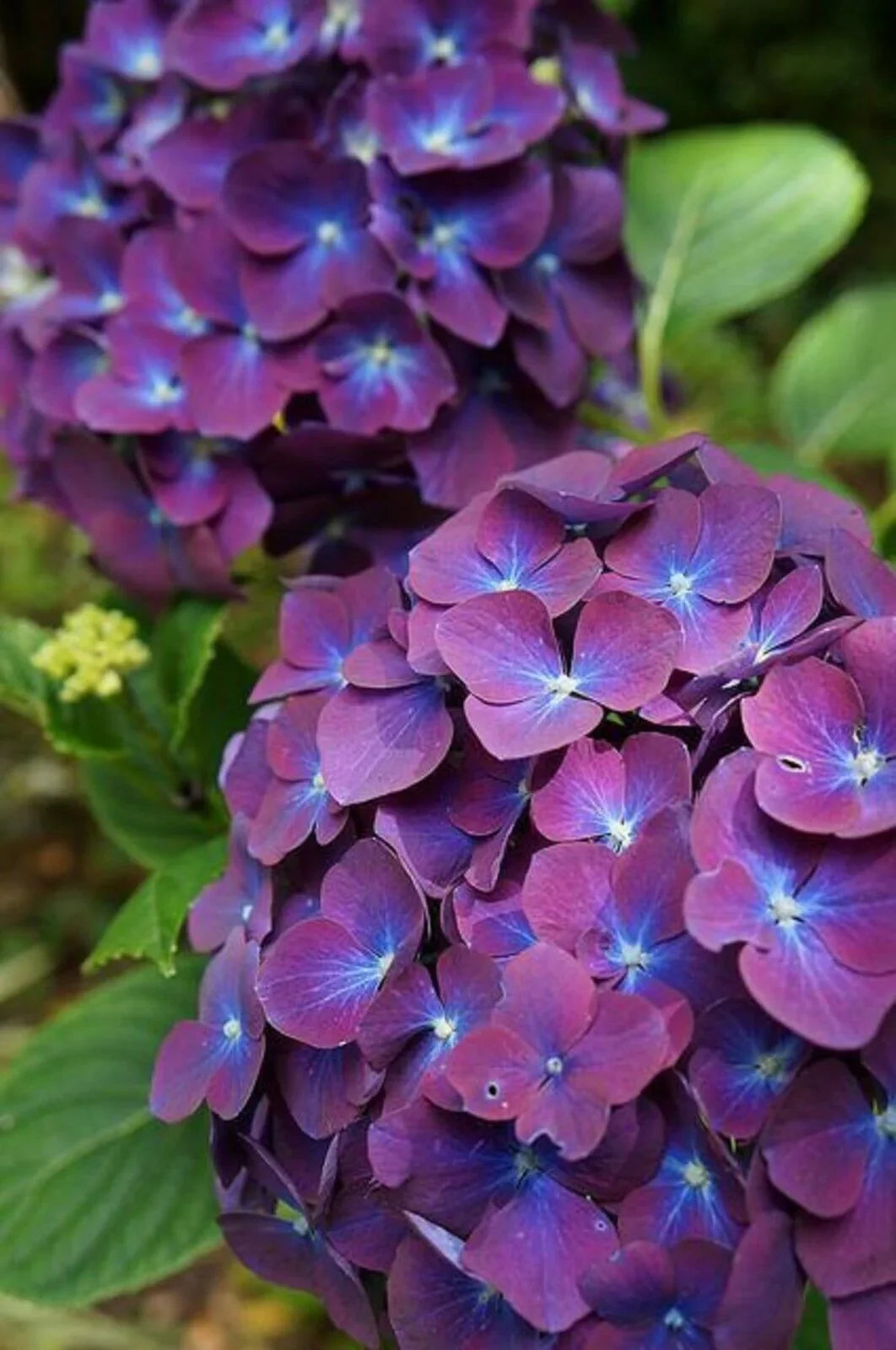 Purple & Dark Blue Hydrangea Flower seeds for Planting Shade Tolerant, Heirloom & GMO Free Seeds for Home Garden seeds for planting