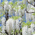 White Wisteria Flower seeds for Planting Cottage Garden Essential, Heirloom & GMO Free Seeds for Home Garden seeds for planting