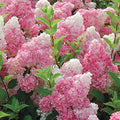 Vainilla Hortensia Flower seeds for Planting Garden Favorite, Heirloom & GMO Free Seeds for Home Garden seeds for planting