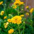 Lady Stratheden Flower seeds for Planting Premium Quality Heirloom & GMO Free Seeds for Home Garden seeds for planting
