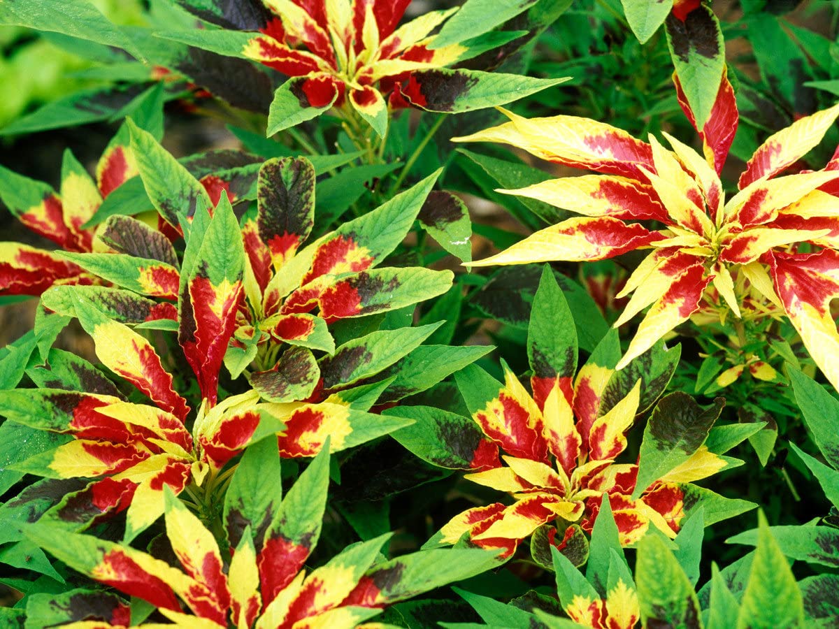 Red Yellow Poinsettia Flower seeds for Planting Premium Quality, Heirloom & GMO Free Seeds for Home Garden seeds for planting