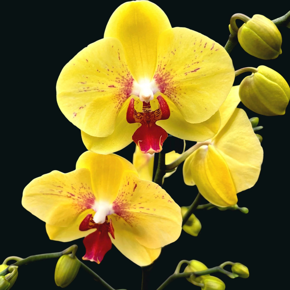Light Yellow Butterfly Orchids Flower seeds for Planting Cottage Garden Essential, Heirloom & GMO Free Seeds for Home Garden seeds for planting