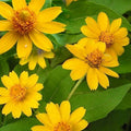Melampodium Flower seeds for Planting Vibrant Colors Heirloom & GMO Free Seeds for Home Garden seeds for planting