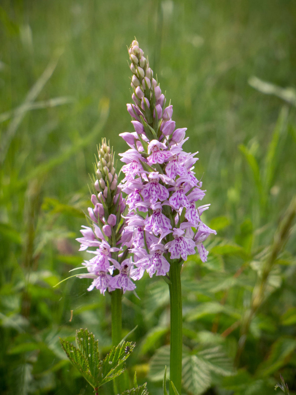 Dactylorhiza Flower seeds for Planting Low Maintenance, Heirloom & GMO Free Seeds for Home Garden seeds for planting