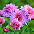 Fresh Chrysanthemum Flower seeds for Planting Garden Favorite, Heirloom & GMO Free Seeds for Home Garden seeds for planting