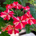 Stripe Verbena Flower seeds for Planting Wildflower Mix, Heirloom & GMO Free Seeds for Home Garden seeds for planting