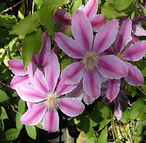 Clematis Purple Flower seeds for Planting Wildflower Mix, Heirloom & GMO Free Seeds for Home Garden seeds for planting