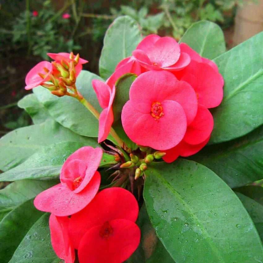 Euphorbia Flower seeds for Planting Low Maintenance Heirloom & GMO Free Seeds for Home Garden seeds for planting