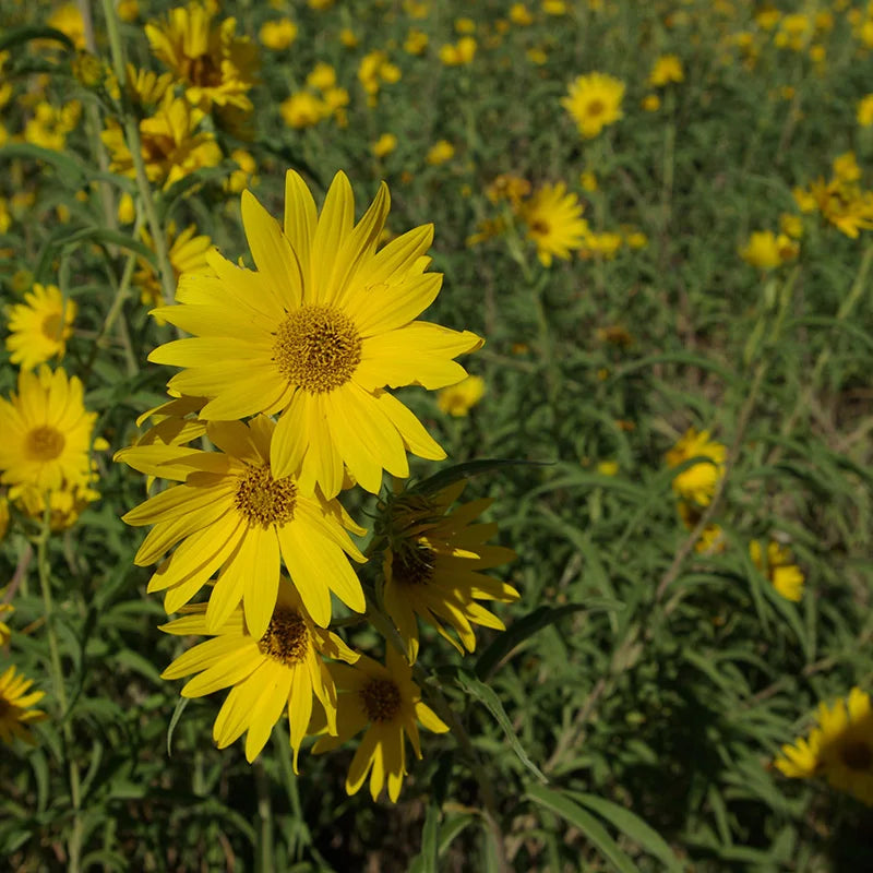 Yellow Maximiliani Flower seeds for Planting Long Bloom Season, Heirloom & GMO Free Seeds for Home Garden seeds for planting