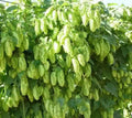 Humulus Lupulus Flower seeds for Planting Seasonal Bloomer, Heirloom & GMO Free Seeds for Home Garden seeds for planting