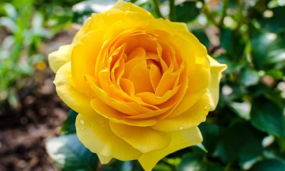 Deep Yellow Rose Flower seeds for Planting Cut Flower Favorite, Heirloom & GMO Free Seeds for Home Garden seeds for planting