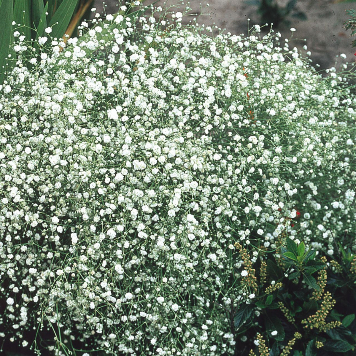 White Gyposophila Elegans Flower seeds for Planting Fragrant Blossoms, Heirloom & GMO Free Seeds for Home Garden seeds for planting