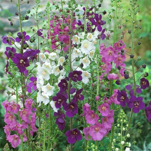 Oxtail Verbascum Flower seeds for Planting Premium Quality Heirloom & GMO Free Seeds for Home Garden seeds for planting