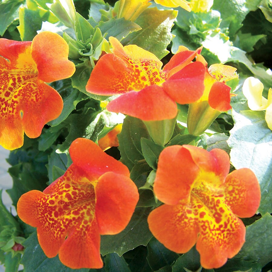 Mimulus Flower seeds for Planting Sun Loving Heirloom & GMO Free Seeds for Home Garden seeds for planting