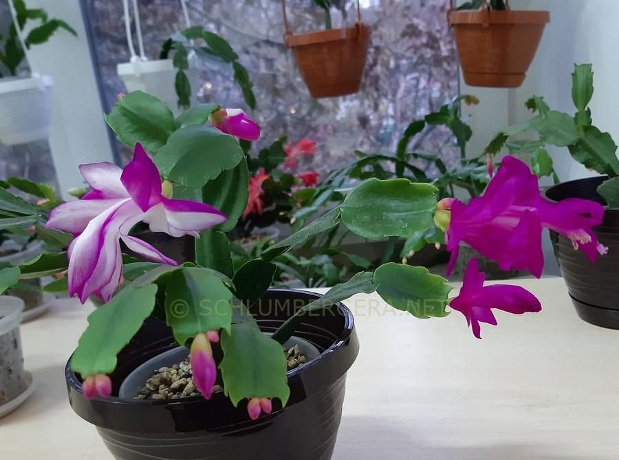 Purple White Schlumbergera Flower seeds for Planting Vibrant Colors, Heirloom & GMO Free Seeds for Home Garden vegetable and garden seeds