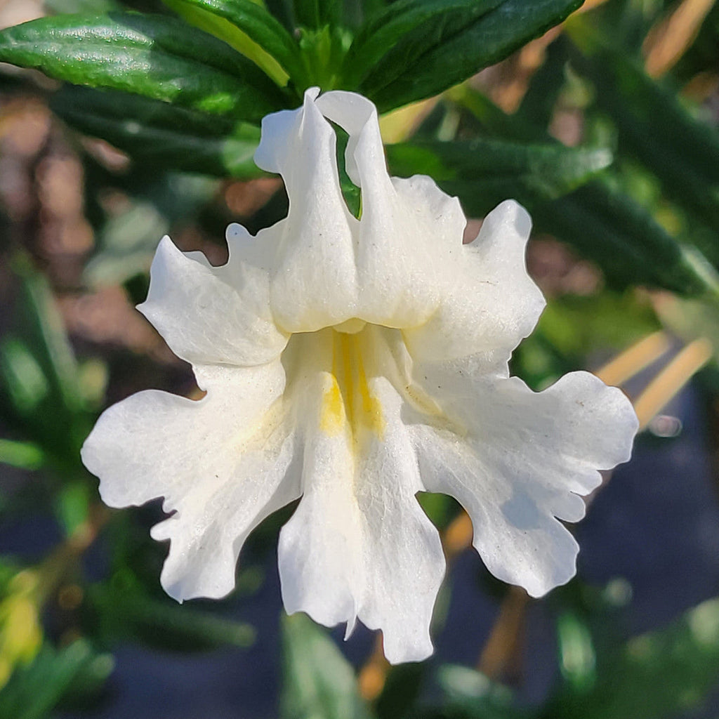 White Mimulus Flower seeds for Planting Shade Tolerant, Heirloom & GMO Free Seeds for Home Garden seeds for planting