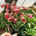 Kalanchoe Wendy Flower seeds for Planting Cottage Garden Essential Heirloom & GMO Free Seeds for Home Garden seeds for planting