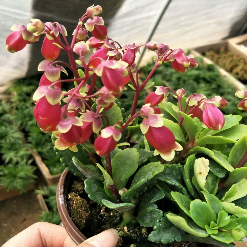 Kalanchoe Wendy Flower seeds for Planting Cottage Garden Essential Heirloom & GMO Free Seeds for Home Garden seeds for planting