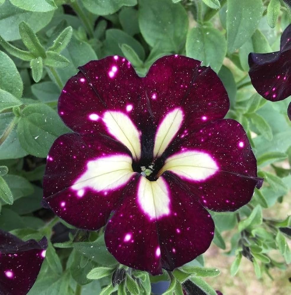 White & Maroon Petunia Flower seeds for Planting Easy to Grow, Heirloom & GMO Free Seeds for Home Garden seeds for planting