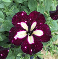 White & Maroon Petunia Flower seeds for Planting Easy to Grow, Heirloom & GMO Free Seeds for Home Garden seeds for planting