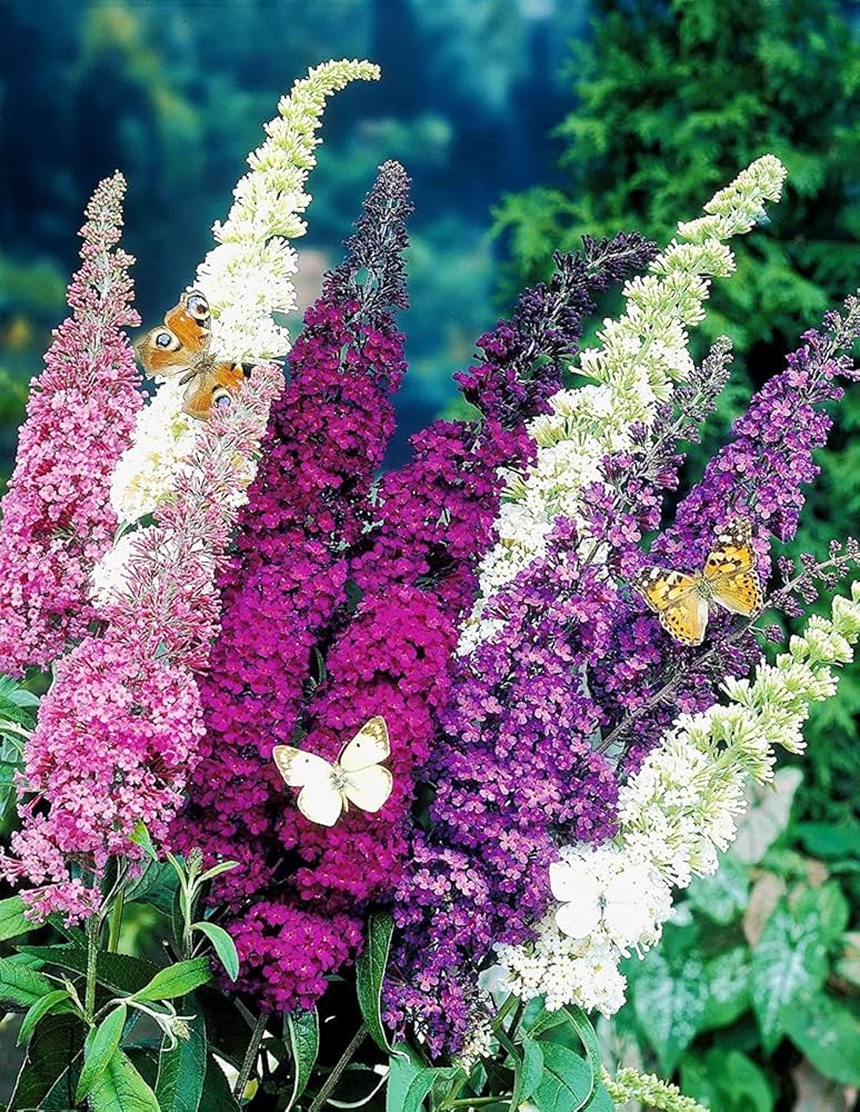 Mix Buddleia Flower seeds for Planting Bright Blooms, Heirloom & GMO Free Seeds for Home Garden seeds for planting