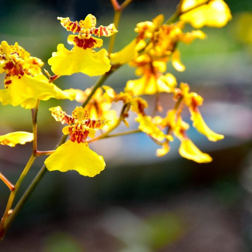 Butterfly Orchids Yellow Brown Flower seeds for Planting Cottage Garden Essential, Heirloom & GMO Free Seeds for Home Garden seeds for planting