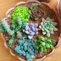 Mixed Echeveria Flower seeds for Planting Fragrant Blossoms Heirloom & GMO Free Seeds for Home Garden seeds for planting