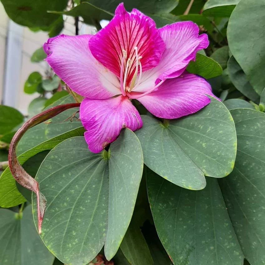 Bauhinia Flower seeds for Planting Cut Flower Favorite Heirloom & GMO Free Seeds for Home Garden seeds for planting