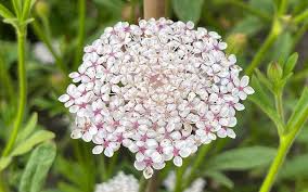 Pink Lace Flower seeds for Planting Wildflower Mix, Heirloom & GMO Free Seeds for Home Garden seeds for planting