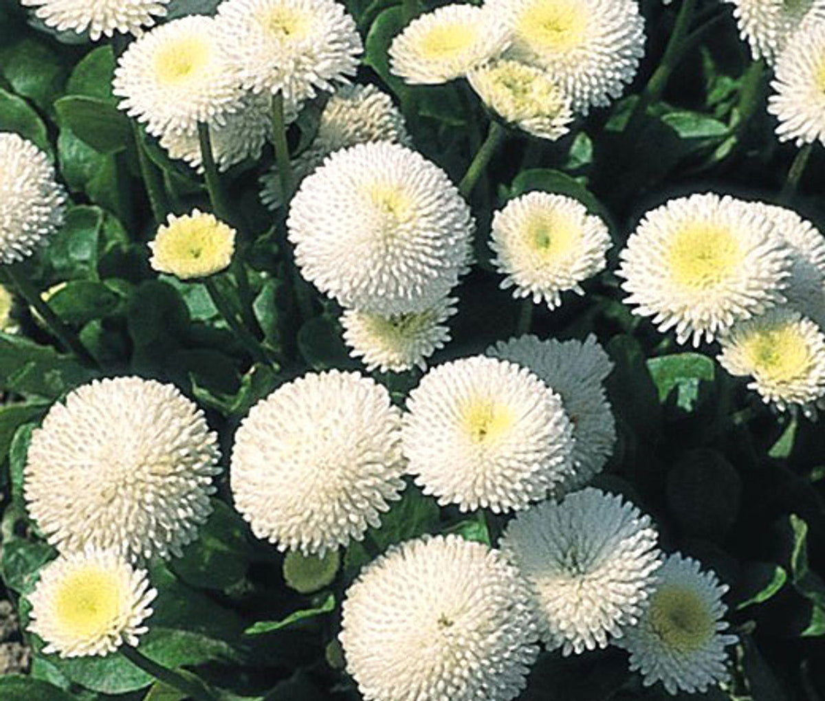 White Bellis Perennis Flower seeds for Planting Easy to Grow, Heirloom & GMO Free Seeds for Home Garden seeds for planting
