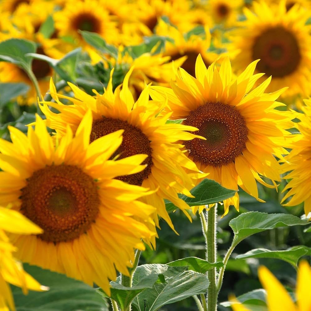 Sunflower Yellow Orange Flower seeds for Planting Wildflower Mix, Heirloom & GMO Free Seeds for Home Garden seeds for planting
